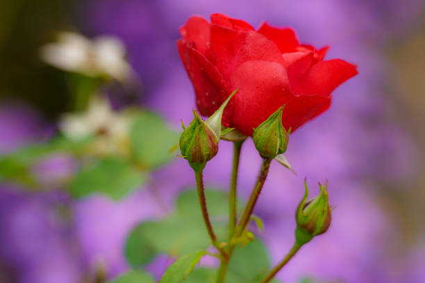 Beautiful red rose blossom with three buds against a purple background (asters in bokeh). Close-up, flower macro