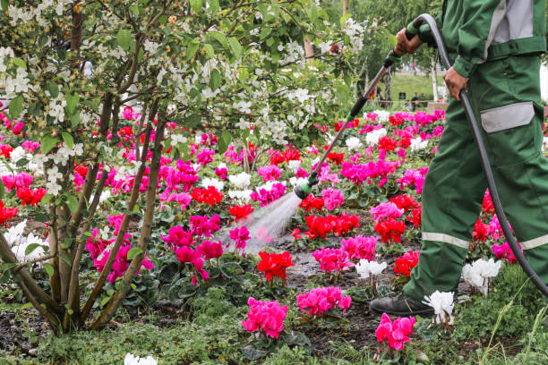 istock A man waters beautiful flowers in a garden to help them thrive 2178396472