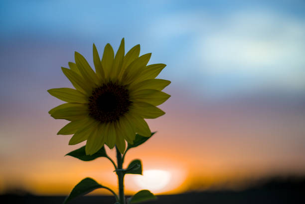 Young sunflower against sunset background. Concept agriculture oil production growing.