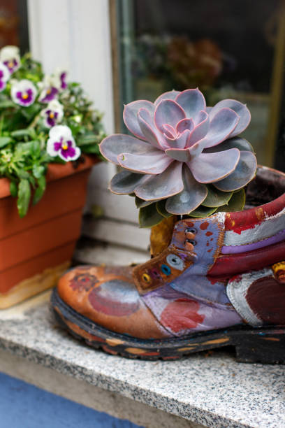 succulent. original pot for succulents. old boots on the window