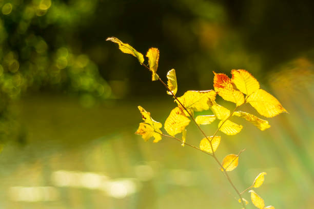 Beautiful autumn landscape in the park near the river. Seasons. Autumn background.
