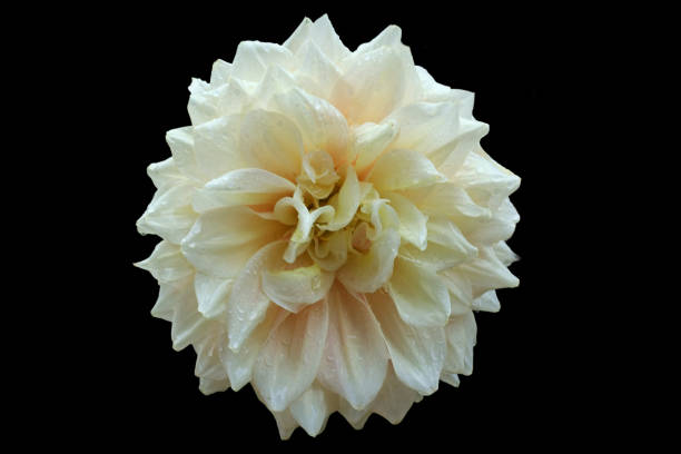 Beautiful chrysanthemum flower cut out on a black background