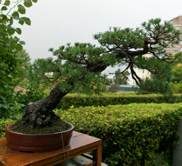 istock sapling, tree, bonsai, leaves, trunk, nature, wet, after rain, botany, greenery, 2178397234