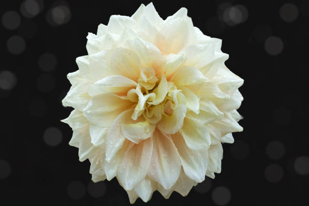 Beautiful chrysanthemum flower cut out on a black background