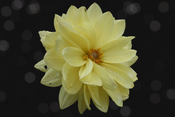 Vertical closeup photo of green leaves and vibrant yellow petals on a Dahlia plant growing in an organic garden. Soft focus background.
