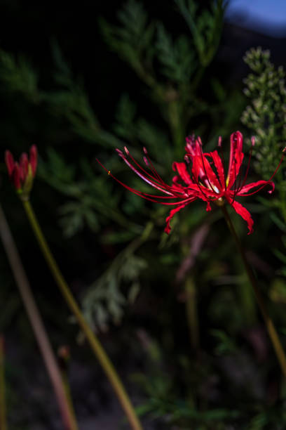 Red spider lily at night in flower bed