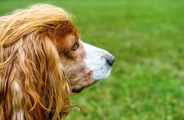 istock Dog Pet Public Park Portrait 2178397490