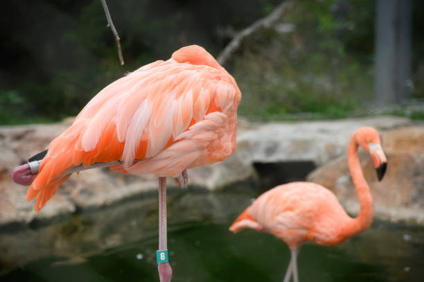 istock two pink flamingo in zoo 2178401001