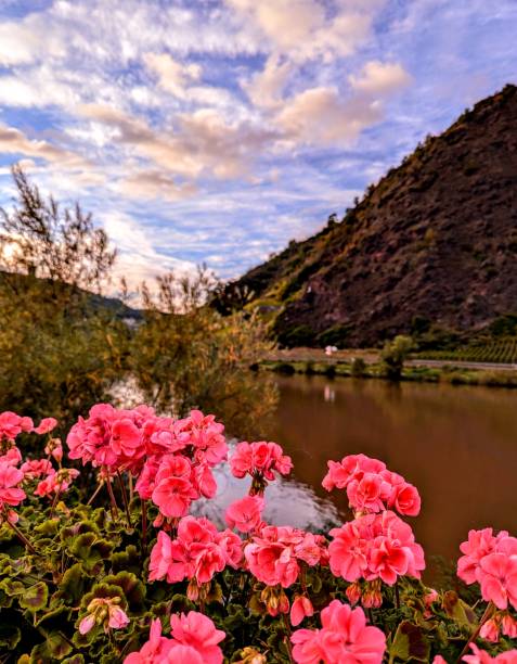 istock pink flowers by the river 2178401250