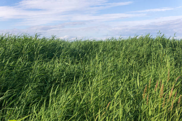 istock nature landscape with grass and sky, view among grass 2178402564