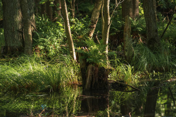 istock shady swamp, forested wetland with ferns 2178403323