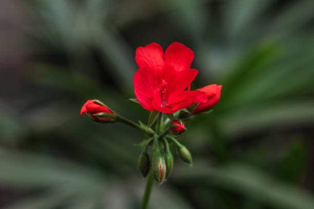 Close up of flower in garden with blurred background