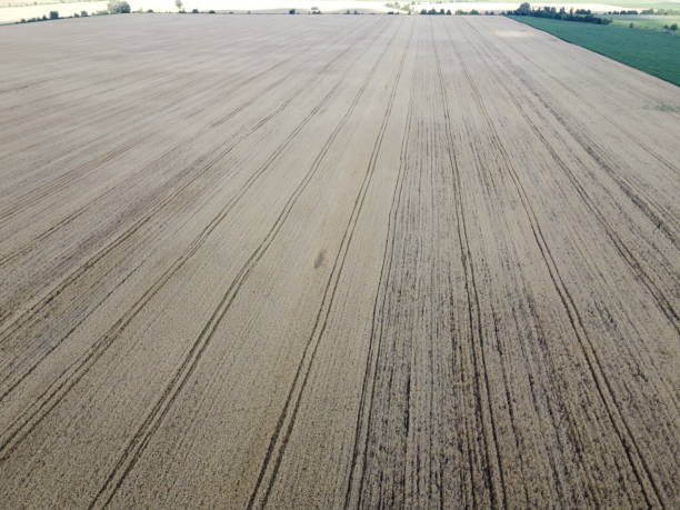 istock View from a drone to a cereal field in summer. Agricultural landscape. 2178404381