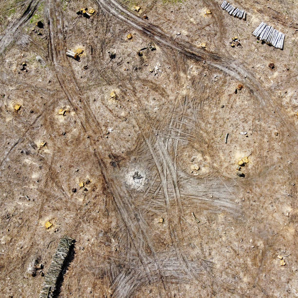 istock Logging place, aerial view. Devastated land. Felled forest. 2178404480