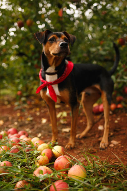 istock Dog Standing Proudly Among Scattered Apples. 2178404956