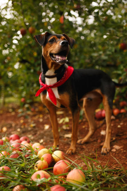 istock Content Dog In Orchard With Apples And Greenery. 2178404963