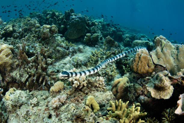 istock Banded Sea Krait on Coral Reef in Indonesia 2178405766