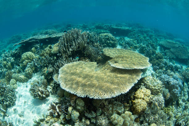istock Healthy Corals Thrive on a Shallow Reef in Indonesia 2178405819