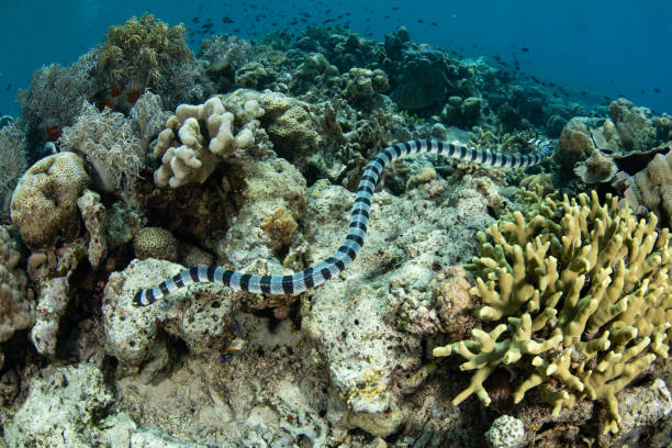 istock Banded Sea Krait on Coral Reef in Indonesia 2178405863