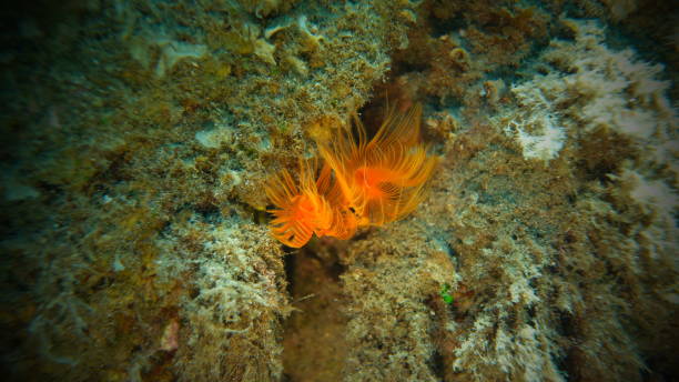 istock Polychaeta Smooth tubeworm or red-spotted horseshoe (Protula tubularia) undersea 2178407357
