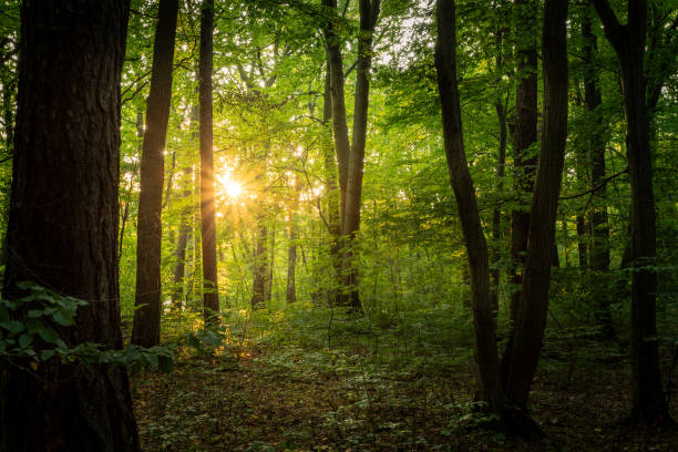 istock Green hour of sunset 2178408715
