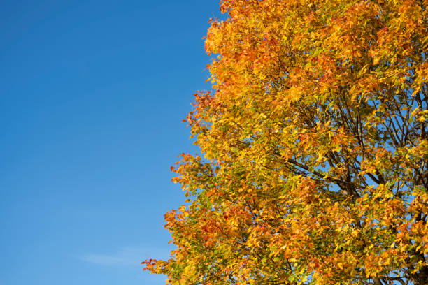 Autumn colored maple leaves and clear blue sky in Norway in mid-October. The image was captured at low ISO with a sharp prime lens connected to a full frame digital camera resulting in a large clean file. Part of a series.