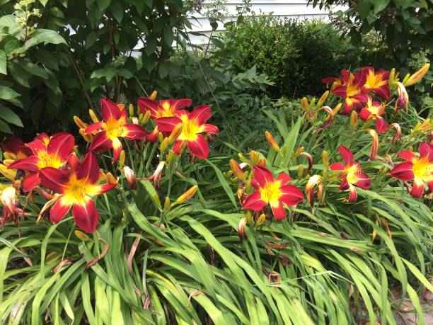 istock Asiatic lilies along a garden pathway 2178409423