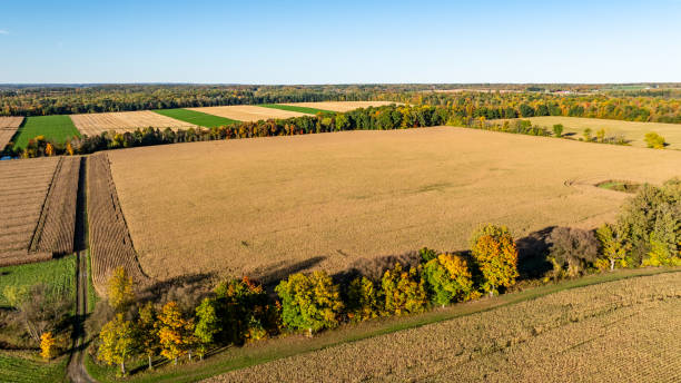 istock Aerial View of Cornfield at Sunset 2178410238