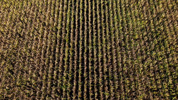 istock Aerial View of Cornfield at Sunset 2178410308