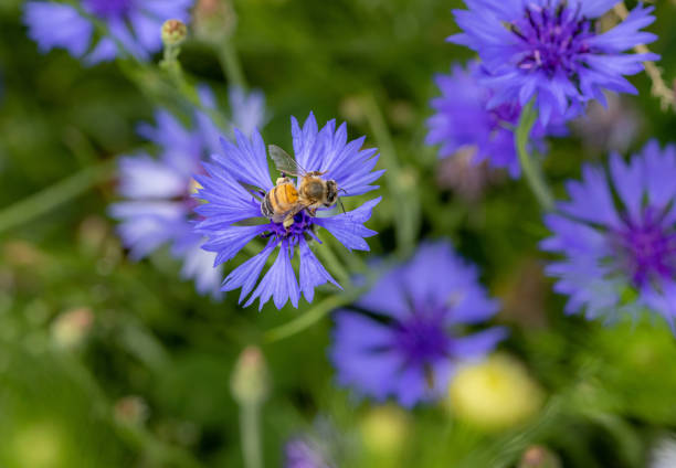 Macro of a bee on a cornflower centaurea cyanus blossom