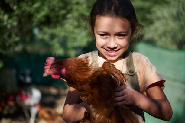 istock Young girl with joyful expression holding a chicken outdoors in sunlight 2178410640