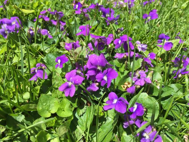 In springtime, North Eastern American Gardens are full of violet blooms.