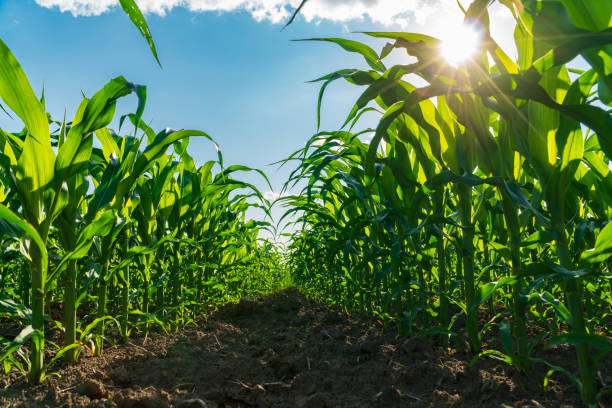 istock Green maize plants stretch towards the sky in a vibrant field, soaking up sunlight, indicating healthy growth during the prime farming season 2178411395