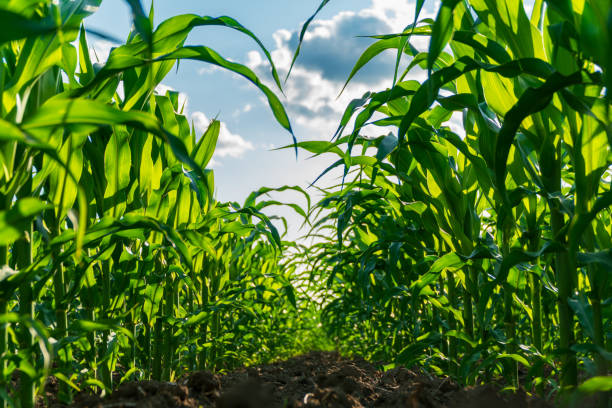 istock Tall green corn plants stretch towards the sky, illuminated by sunlight, while fluffy clouds float above in a vibrant summer landscape 2178411409