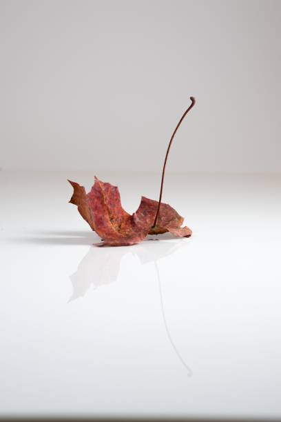 istock Closeup of dried autumn leaf with a long stem reflected on a white surface 2178412636