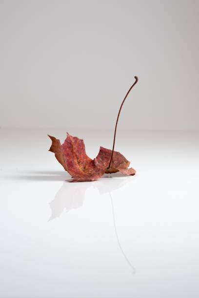 istock Closeup of dried autumn leaf with a long stem reflected on a white surface 2178412682