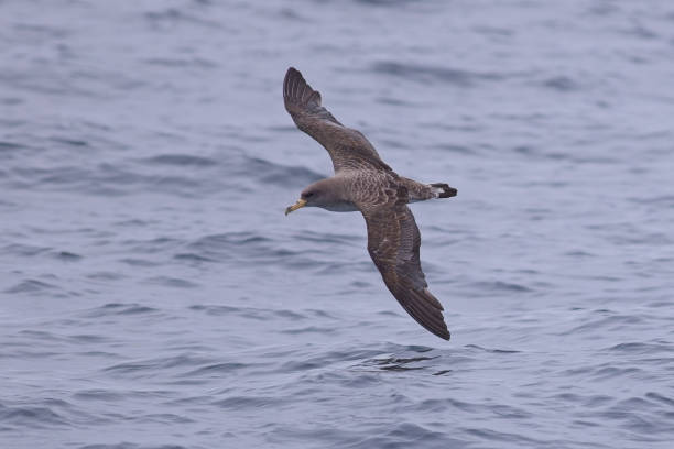 istock Corys Shearwater flying over sea 2178413151