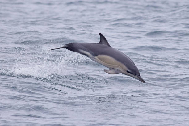 istock Common Dolphin jumping out of sea 2178413205