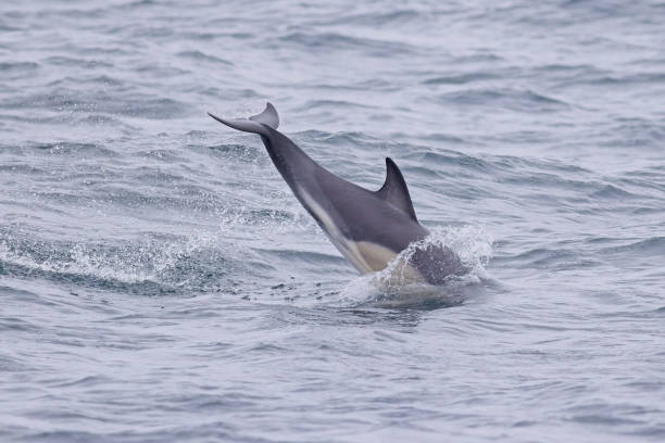 istock Common Dolphin jumping out of sea 2178413217