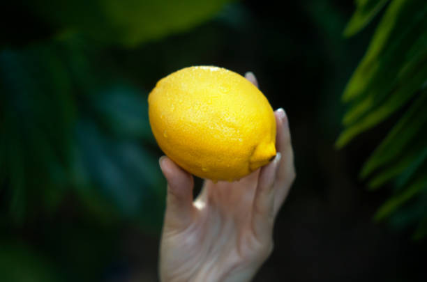 Hand holding a ripe lemon against defocused jungle