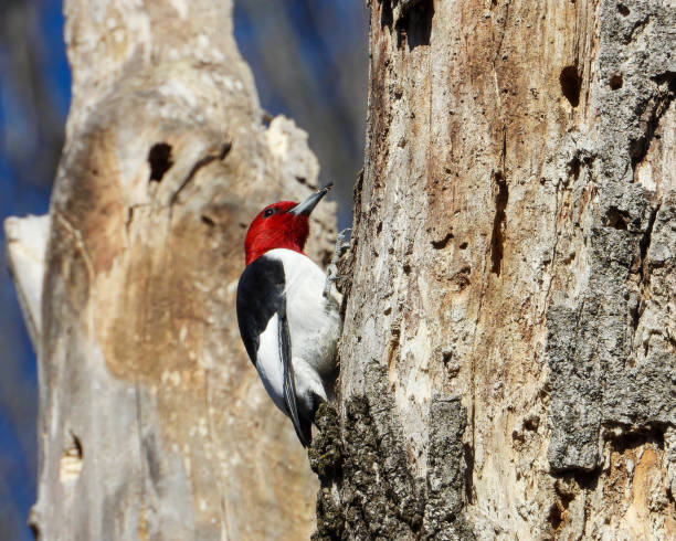 istock (Melanerpes erythrocephalus) North American Bird 2178413940