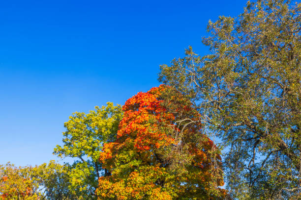Maple trees with colorful autumn foliage under clear blue sky on sunny fall day. Sweden.