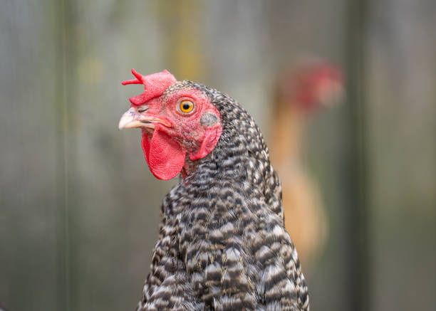 Head of a speckled chicken close up. Speckled chicken portrait. Gallus gallus domesticus.