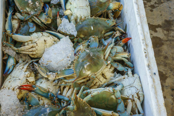A cooler full of fresh blue crabs, covered in ice.