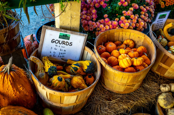 Views of the Weston Farmstand in Fryeburg, Maine showing fall, seasonal products such a pumpkins, gourds, and flowers on a busy Saturday in northern Maine.