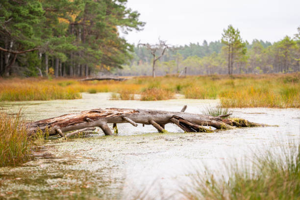 Fallen trunk old tree on the picturesque raised bog. Fallen dead tree in swamp. Autumn landscape.