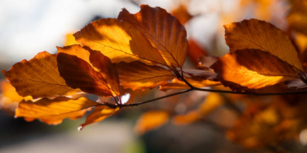 The Copper beech also known as purple beech tree (Fagus sylvatica purpurea) leaves background.