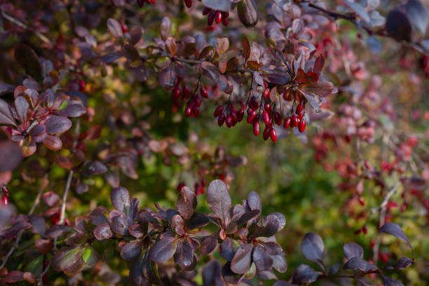 Berberis vulgaris, also known as common barberry. Barberry branch with berries in autumn. Cover design. Wallpaper background.