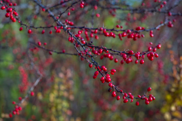 Berberis vulgaris, also known as common barberry. Barberry branch with berries in autumn. Cover design. Wallpaper background.