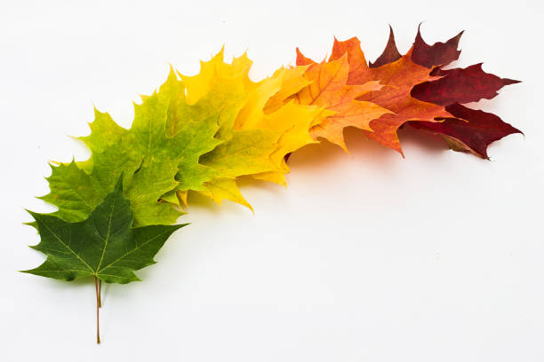 A gradient of maple leaves from green to dark red on a white background.